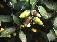 acorns.jpg