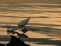 egret4.jpg